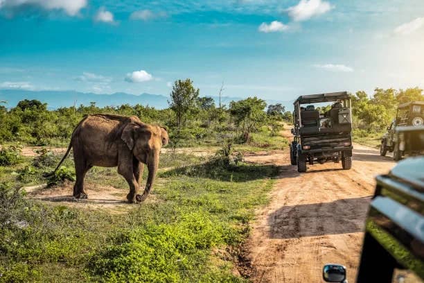 Day 09 | Into the Wild | Yala National Park