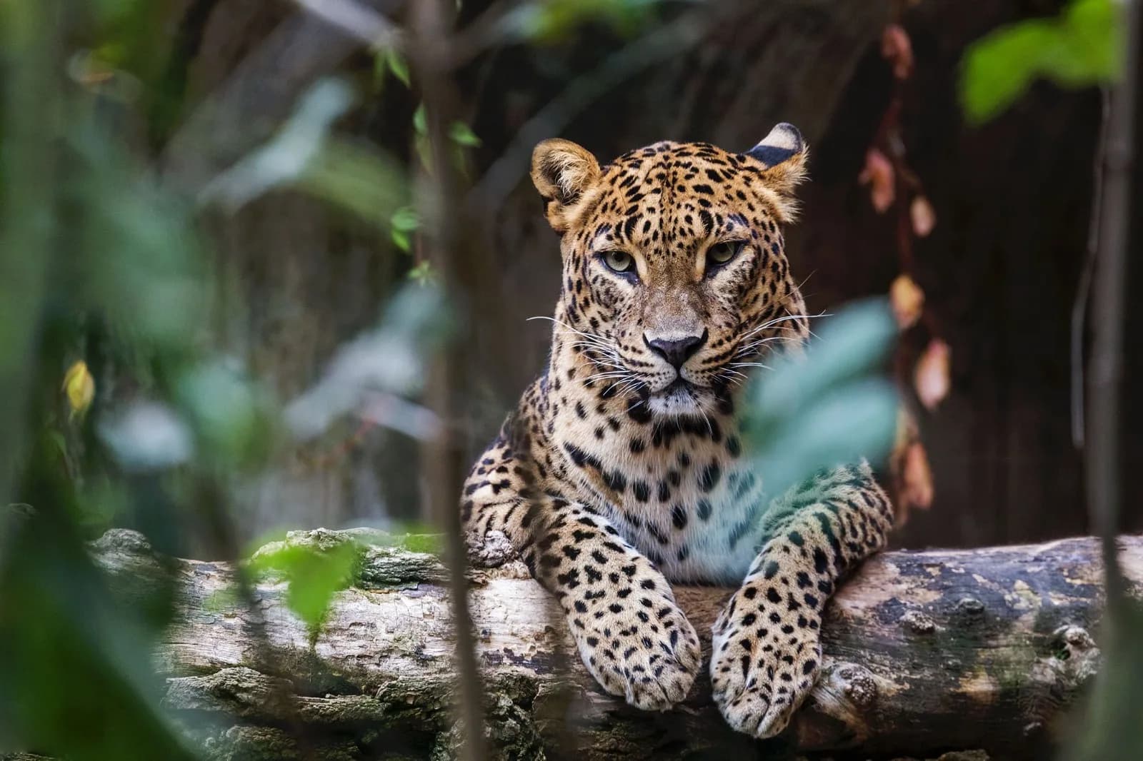 Wildlife